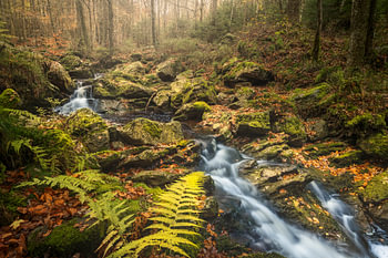 Herbst am Fluss