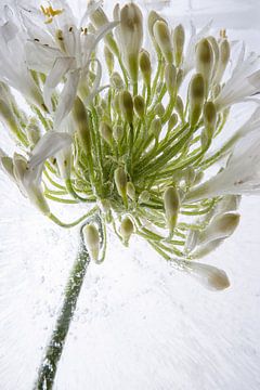 Agaphanthus in ice 3 by Marc Heiligenstein