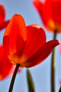 Rote Tulpe von Nienke Bot
