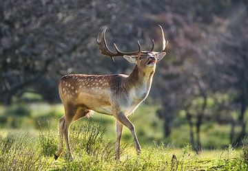 fallow deer in bronze age by WeVaFotografie