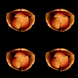 Makro-Draufsicht einer Tulpe von Ribbi