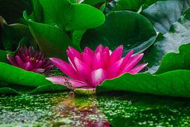 Roze Lely by Gabriella Sidiropoulos