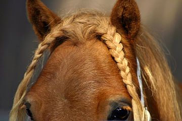 Shetlander-mare