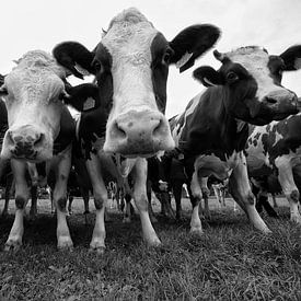 Vaches en noir et blanc sur Brecht Nolmans