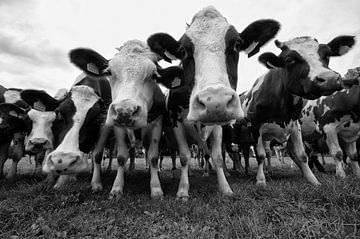 Vaches en noir et blanc sur Brecht Nolmans