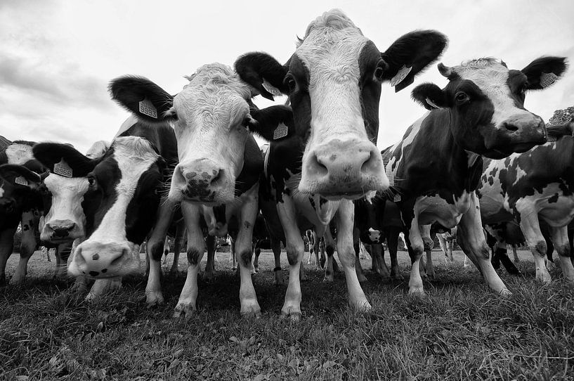 Vaches en noir et blanc par Brecht Nolmans