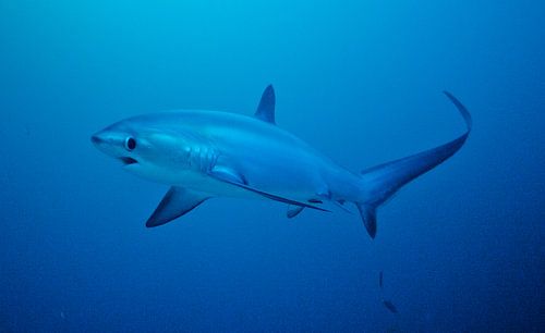 Thresher Shark at Malapascua by Wijnand Plekker