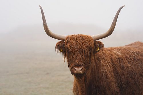 Highland cow in the fog in Holland
