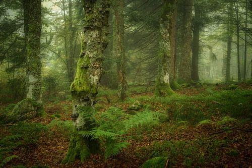 Paradis vert