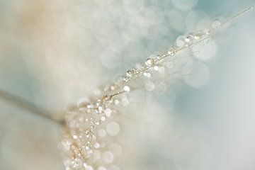 Pastel-coloured abstraction: droplets hanging from a cobweb-like fluff