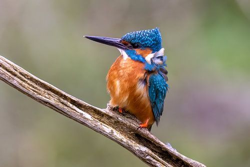 Kingfisher in the wind