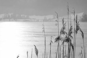 Des touffes de roseaux sur la glace
