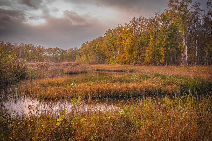 Herbst im Wald von Bokrijk von Robby's fotografie