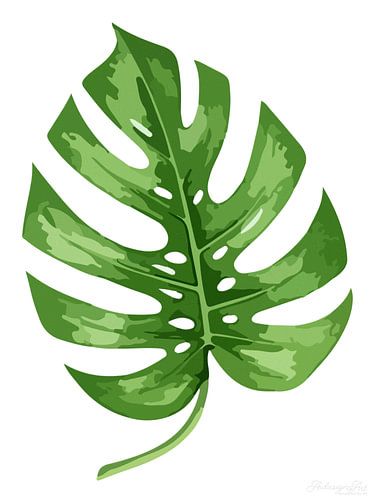 Tijdloze flora: Monstera in het wit