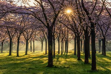 Blossom Park by Bart Hendrix