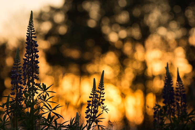 Lupines in sunset by Danny Slijfer Natuurfotografie