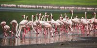 Afrika | Kleine Flamingos - Tansania von Servan Ott Miniaturansicht