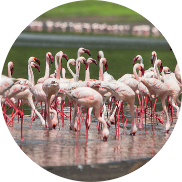 Afrika | Kleine flamingo's - Tanzania van Servan Ott