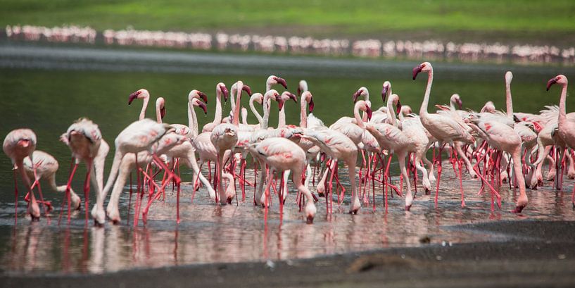 Afrika | Kleine Flamingos - Tansania von Servan Ott
