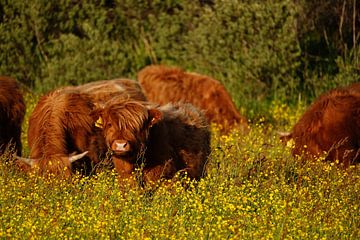 Schotse hooglanders in de Boter van Diana Stubbe