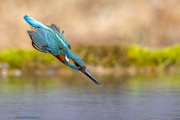 IJsvogel in een duikvlucht van Dennis Eckert