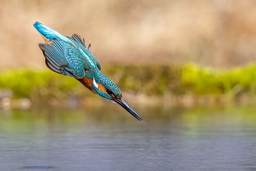 Kingfisher in a dive