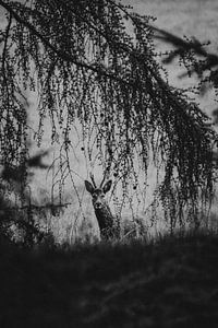 Curious roebuck in the woods by Holly Klein Oonk