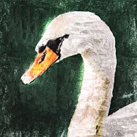 Schwanportrait (schaut nach links)