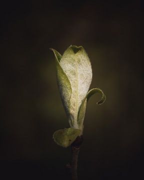 The beauty of simplicity leaf dark & moody van Sandra Hazes