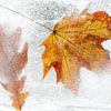 Gefroren (in Eis eingefrorene Herbstblätter) von Birgitte Bergman