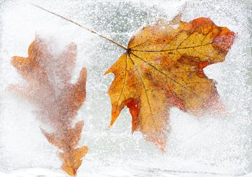 Frozen (autumn leaves frozen in ice)