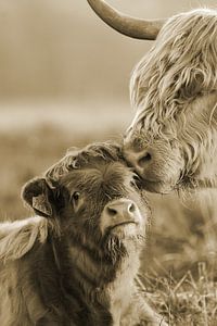 Schottischer Highlander Kalb mit Mutter von Sascha van Dam