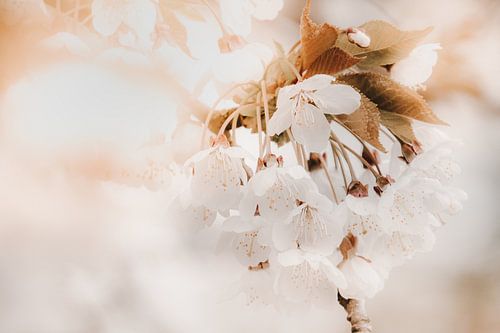 Dreamy image of blossoms in springtime