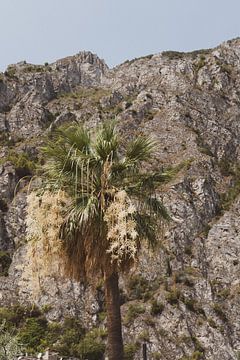 Palmboom met rotsachtig achtergrond van May Vanhille
