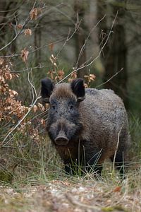 Wildschwein (Sus scrofa), Bache am Waldrand.
