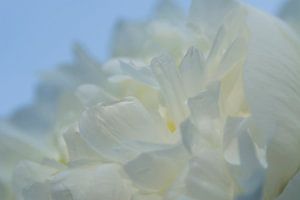 Drawn By Nature, Paeonia - Pfingstrose weiss #003