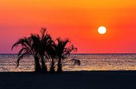 Des palmiers sur la plage au coucher du soleil par Frank Herrmann Aperçu