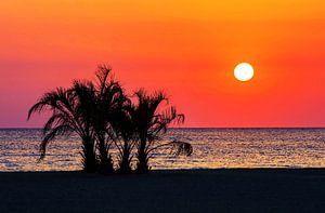 Palmen am Strand im Sonnenuntergang