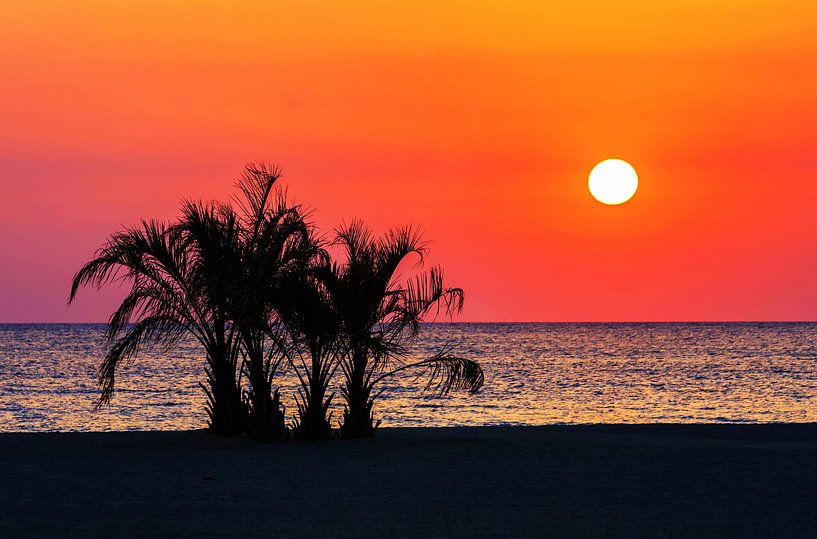 Des palmiers sur la plage au coucher du soleil par Frank Herrmann