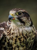 Magnifique portrait d’un faucon