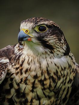 Prachtig portret van een valk