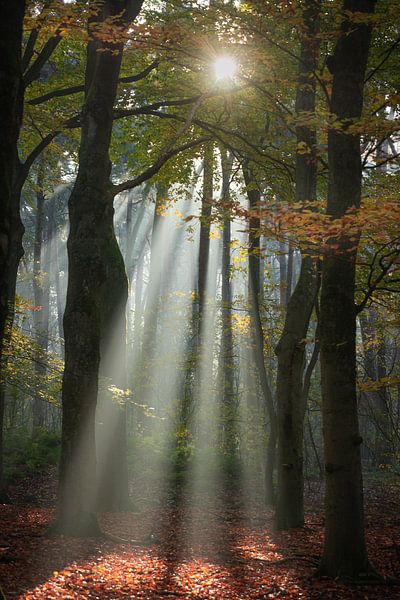 Sonnenharfe in einem Herbstwald von Susan van Etten