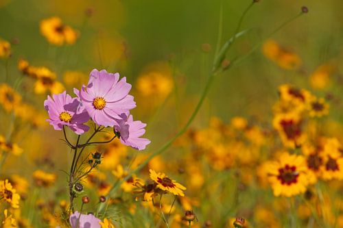 Cheeseweed in the sunshine