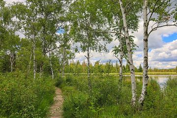 Riedsee shoreline landscape with boardwalk and bog birch trees in Wurzacher Ried - District of Ravensburg by BlattArt - Christine Horn