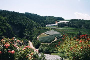 Vineyards - San Romedio by Dalmuro