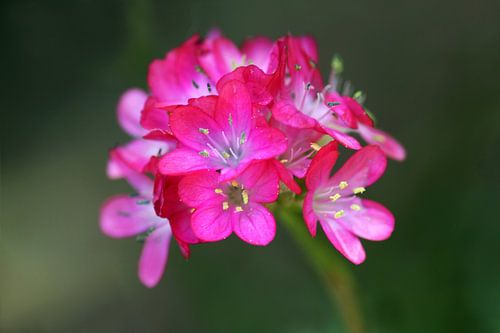 Primula bloemen