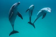 Bottlenose dolphins, Barathieu Gabriel by 1x thumbnail