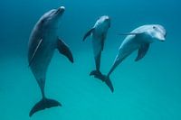 Grands dauphins