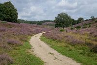 Paarse heide bloeit op de Posbank in Nederland