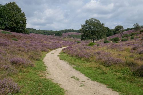 La bruyère violette fleurit sur la Posbank aux Pays-Bas.